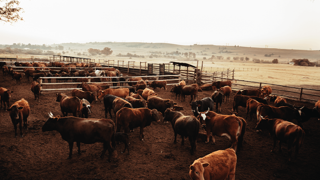 how to start a ranch