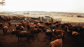 how to start a ranch